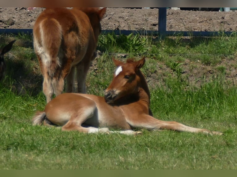 Other Breeds Mare  14,2 hh Chestnut-Red in Lathen