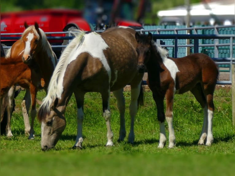 Other Breeds Mare  14,2 hh Pinto in Lathen