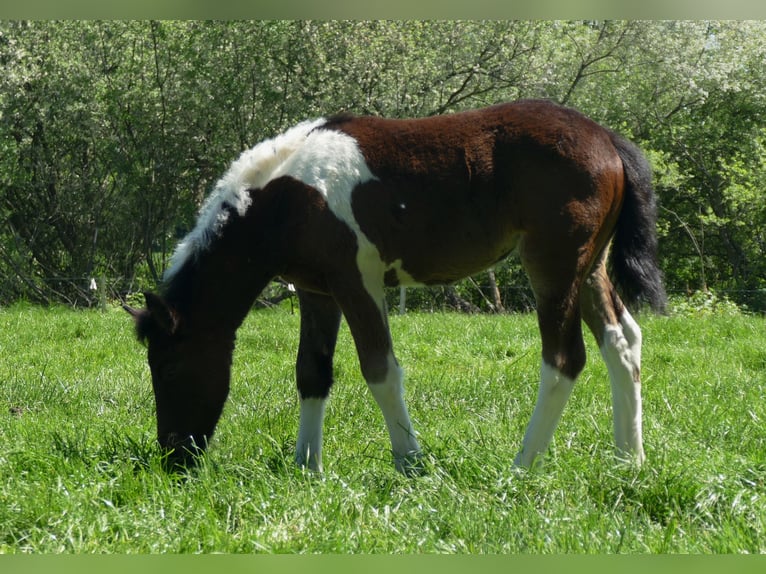 Other Breeds Mare  14,2 hh Pinto in Lathen