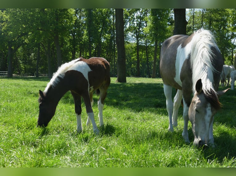 Other Breeds Mare  14,2 hh Pinto in Lathen