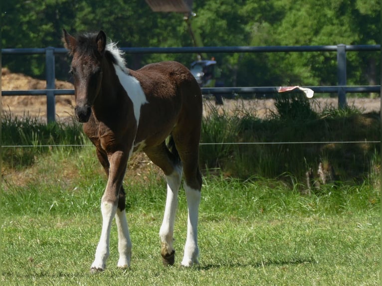 Other Breeds Mare  14,2 hh Pinto in Lathen