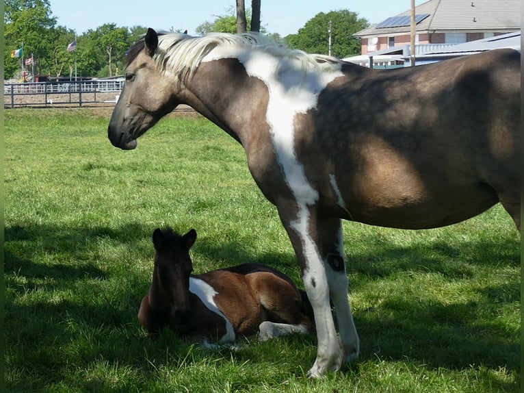 Other Breeds Mare  14,2 hh Pinto in Lathen