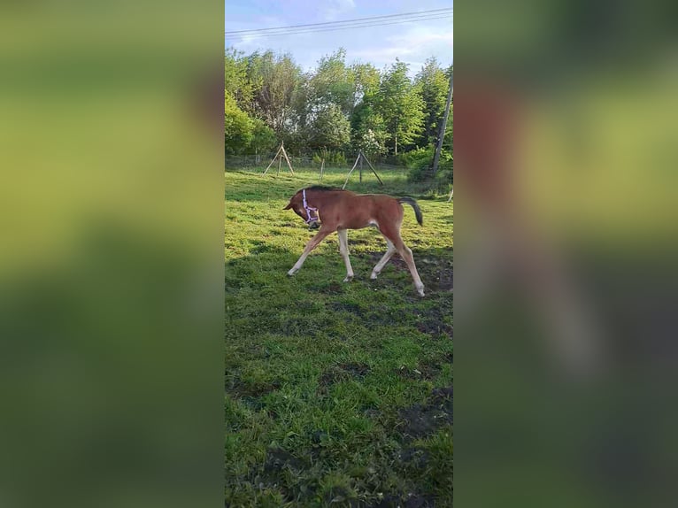 Other Breeds Mare Foal (04/2024) 15,2 hh Brown in Baranów