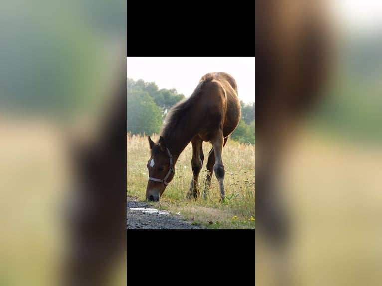 Other Breeds Mare Foal (04/2024) 15,2 hh Brown in Baranów