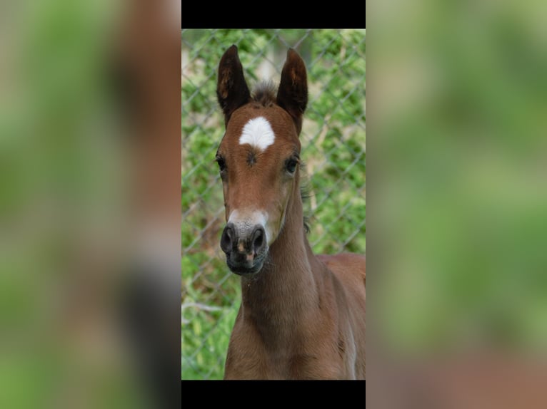 Other Breeds Mare Foal (04/2024) 15,2 hh Brown in Baranów