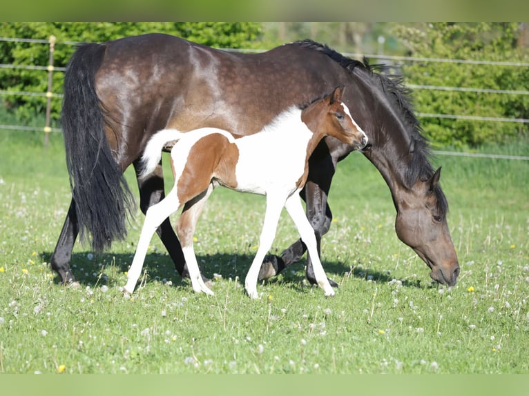 Other Breeds Mare Foal (05/2024) 15,2 hh Pinto in WanderupWanderup