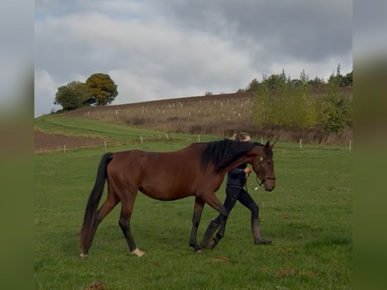 Other Breeds Mare Foal (03/2025) 15,2 hh Can be white in Rotenburg an der Fulda