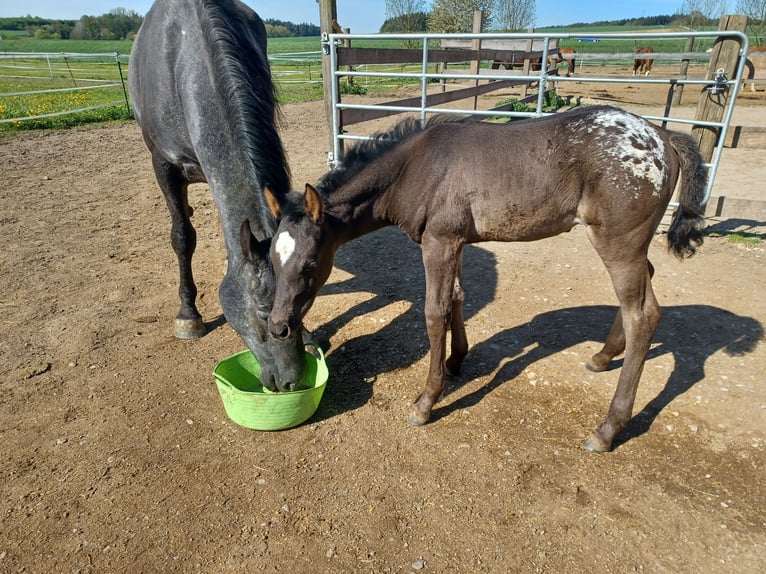 Other Breeds Mare  15,2 hh in Rottenburg an der Laaber