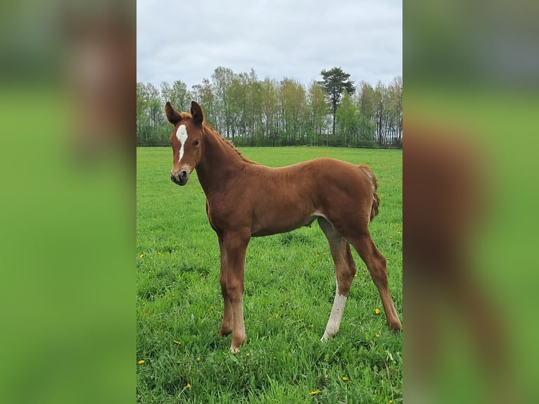 Other Breeds Mare  17 hh Chestnut-Red in Joutseno