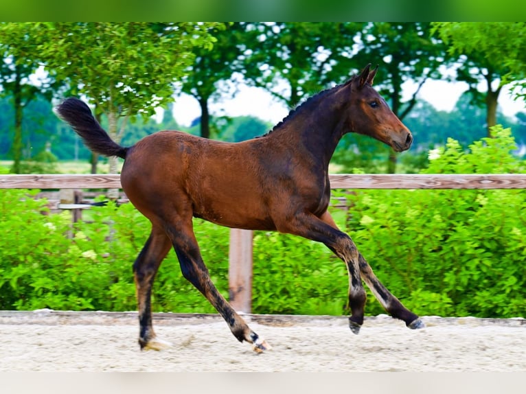 Other Breeds Mare  Bay-Dark in Bladel