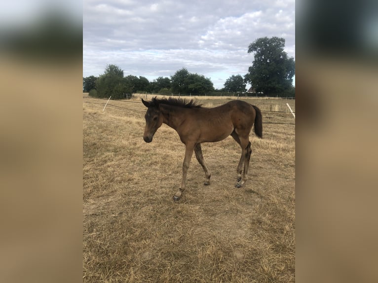 Other Breeds Mare Foal (04/2025) Brown in Charrin