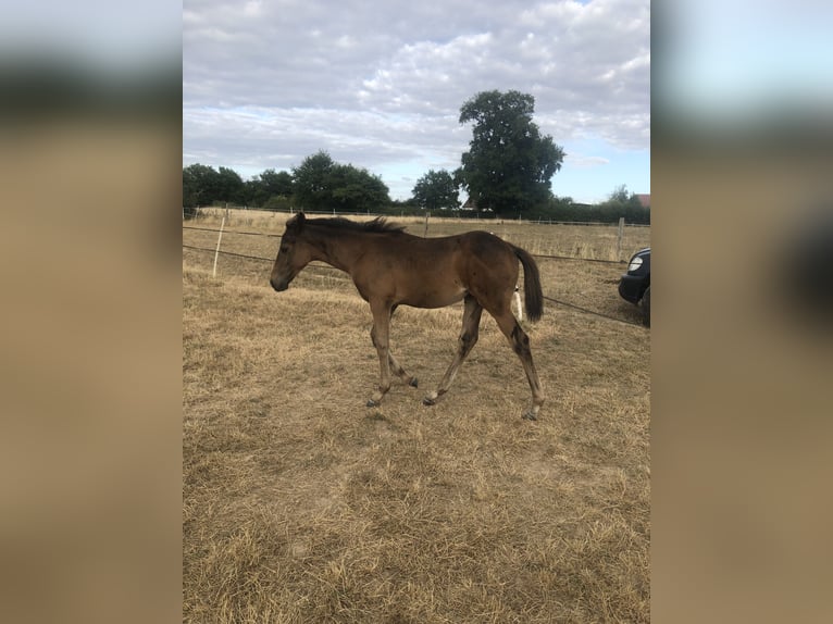 Other Breeds Mare Foal (04/2025) Brown in Charrin