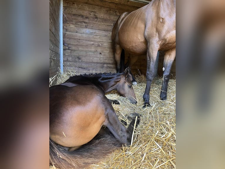 Other Breeds Mare Foal (04/2025) Brown in Charrin