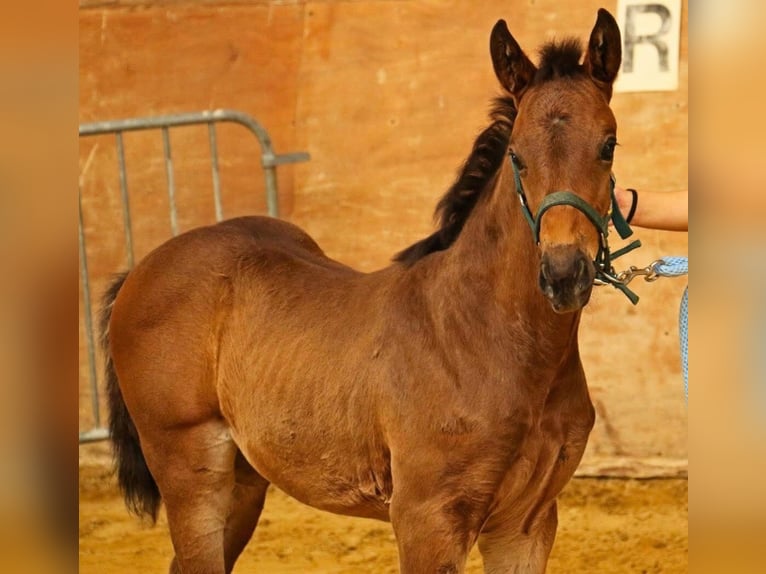 Other Breeds Mare Foal (04/2025) Brown in Charrin