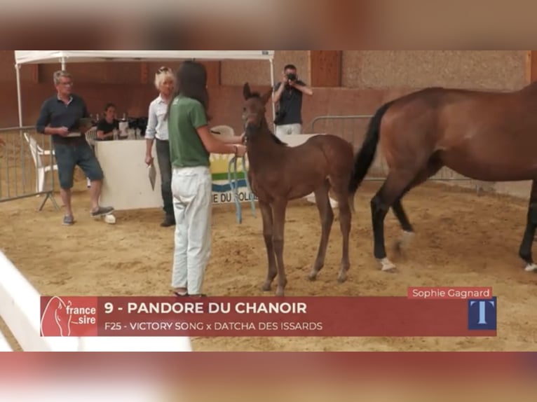 Other Breeds Mare Foal (04/2025) Brown in Charrin