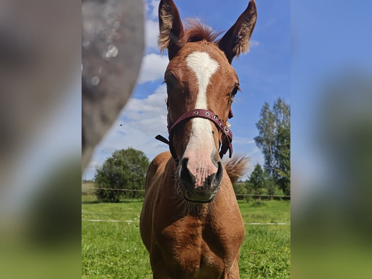 Other Breeds Mix Mare Foal (05/2024) Brown-Light in Eras