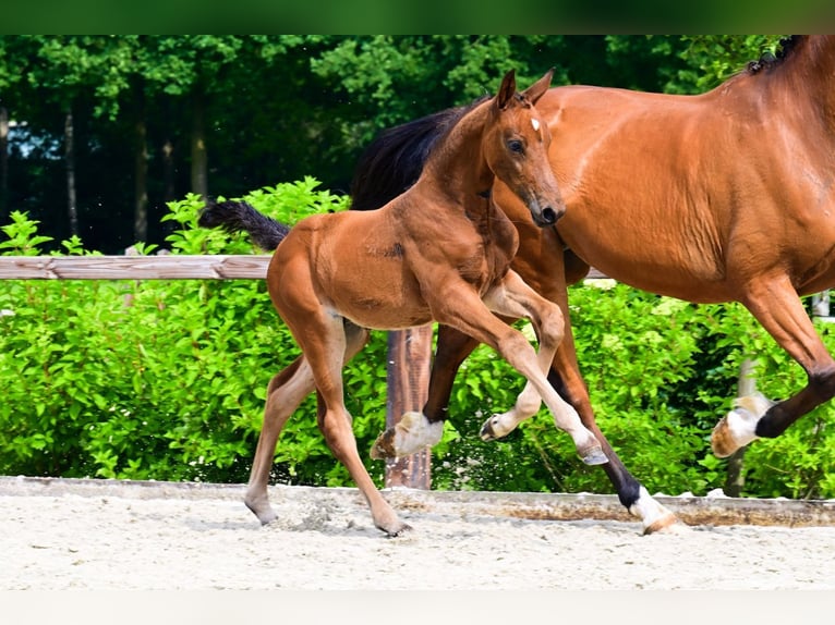 Other Breeds Mare  Brown in Bladel