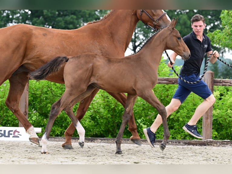 Other Breeds Mare  Brown in Bladel