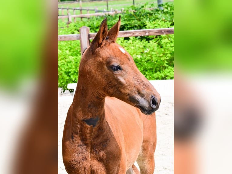 Other Breeds Mare  Brown in Bladel