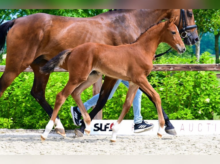 Other Breeds Mare  Brown in Bladel