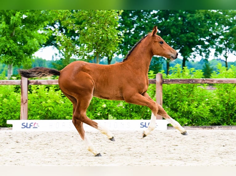 Other Breeds Mare  Brown in Bladel
