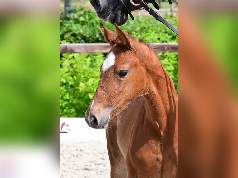 Other Breeds Mare  Brown in Bladel