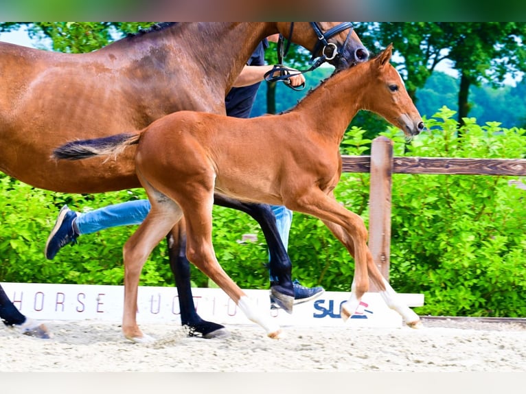 Other Breeds Mare  Brown in Bladel