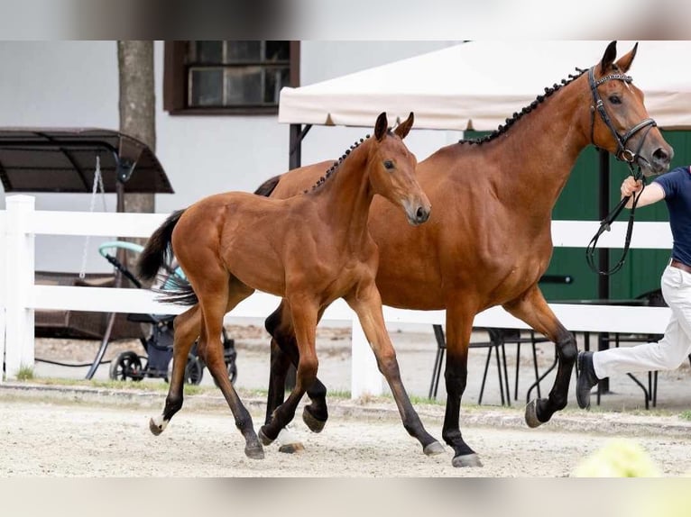 Other Breeds Mare Foal (03/2024) Brown in Więcbork