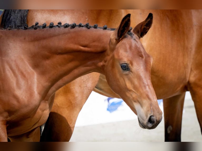 Other Breeds Mare Foal (03/2024) Brown in Więcbork