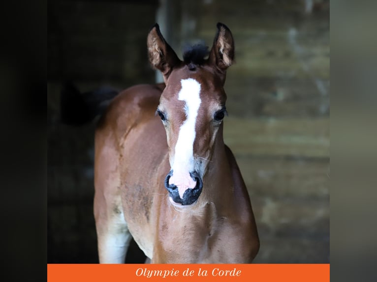 Other Breeds Mare Foal (06/2024) Brown in FEROLLES ATTILLY