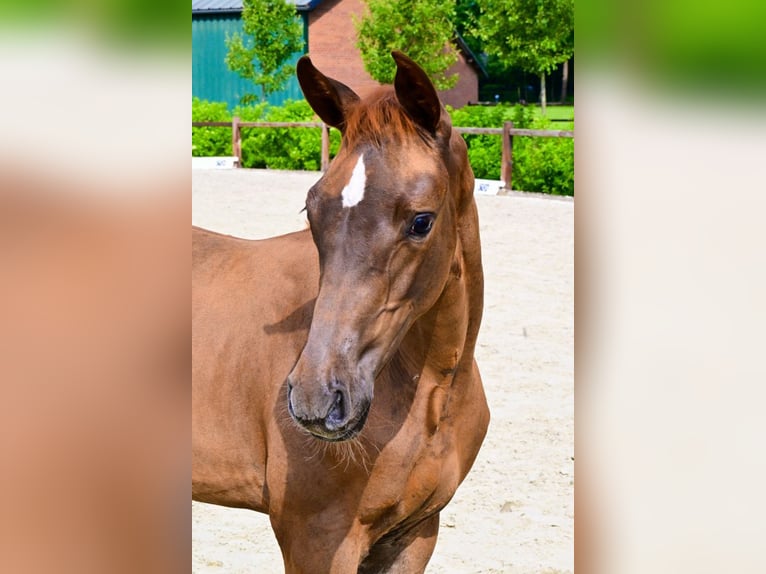 Other Breeds Mare  Chestnut-Red in Bladel