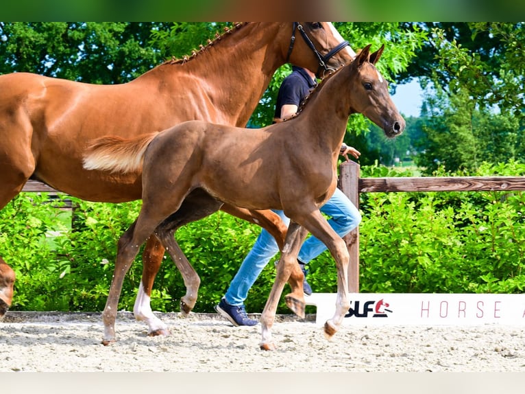 Other Breeds Mare  Chestnut-Red in Bladel
