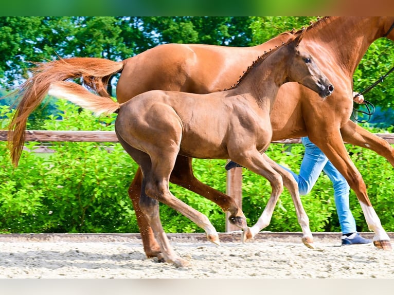 Other Breeds Mare  Chestnut-Red in Bladel