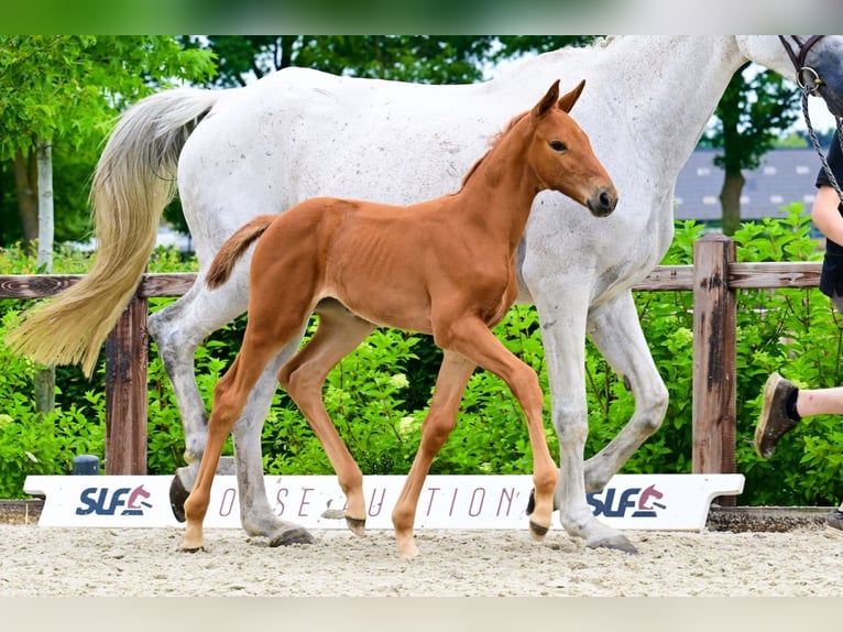 Other Breeds Mare  Chestnut-Red in Bladel