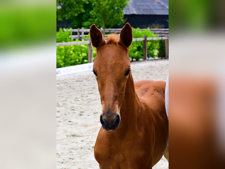 Other Breeds Mare  Chestnut-Red in Bladel