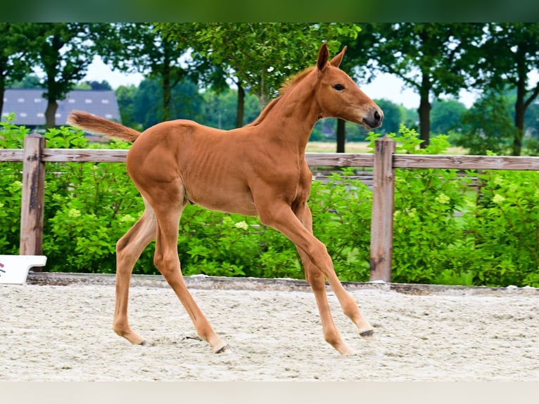 Other Breeds Mare  Chestnut-Red in Bladel