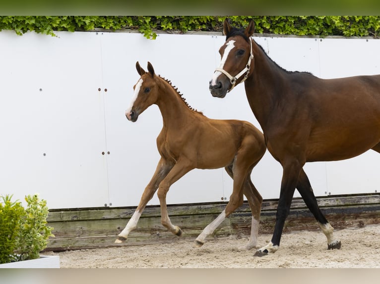 Other Breeds Mare  Chestnut-Red in Waddinxveen