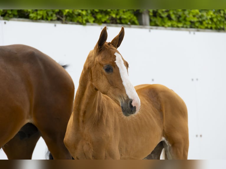 Other Breeds Mare  Chestnut-Red in Waddinxveen