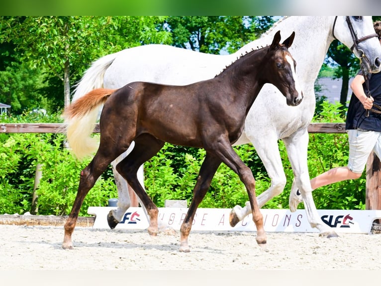 Other Breeds Mare  Chestnut in Bladel