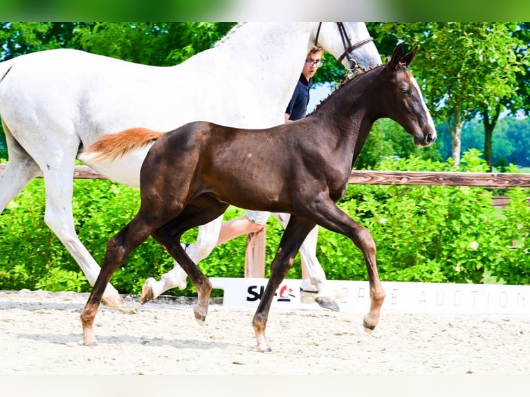 Other Breeds Mare  Chestnut in Bladel