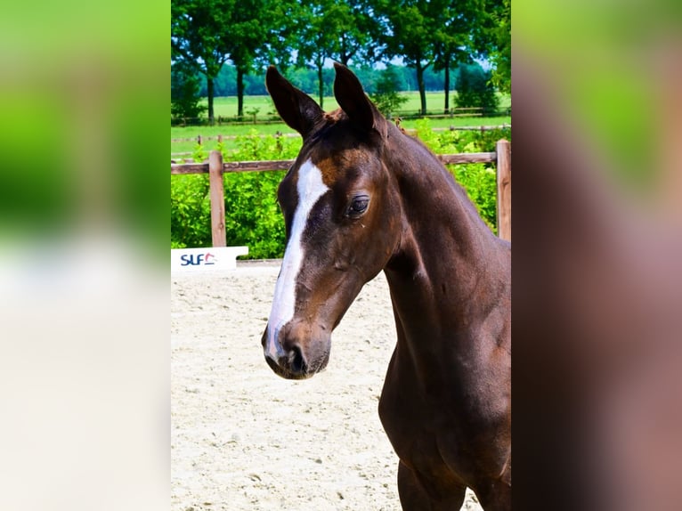 Other Breeds Mare  Chestnut in Bladel