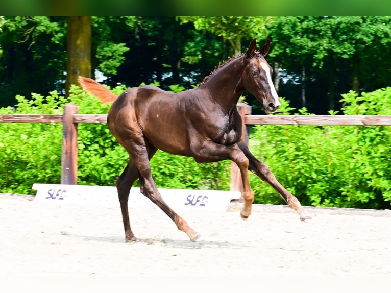 Other Breeds Mare  Chestnut in Bladel