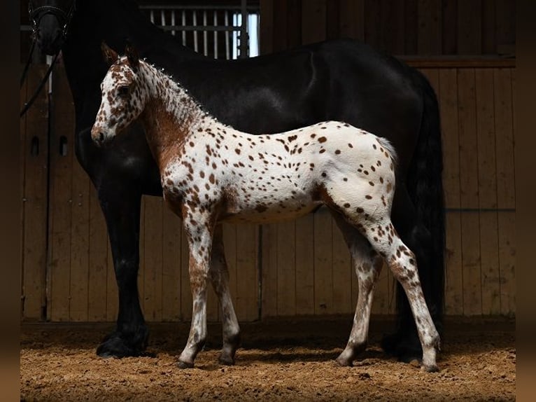 Other Breeds Mare Foal (05/2025) Leopard-Piebald in Reichenwalde
