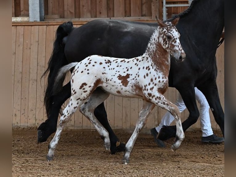 Other Breeds Mare Foal (05/2025) Leopard-Piebald in Reichenwalde