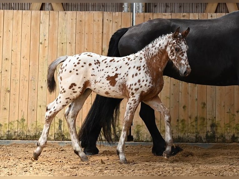 Other Breeds Mare Foal (05/2025) Leopard-Piebald in Reichenwalde