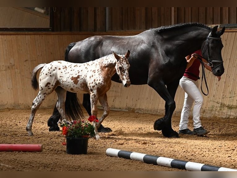 Other Breeds Mare Foal (05/2025) Leopard-Piebald in Reichenwalde