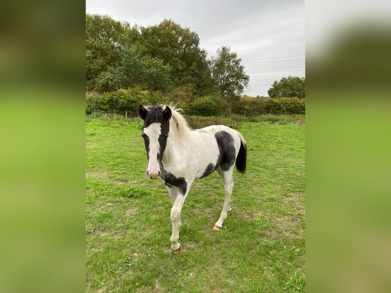 Other Breeds Mare Foal (01/2025) Pinto in Berendrecht
