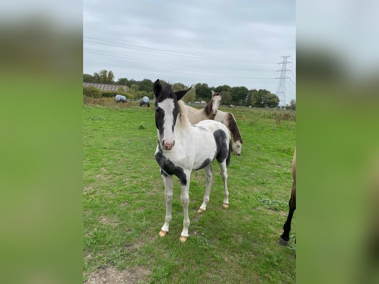 Other Breeds Mare Foal (01/2025) Pinto in Berendrecht