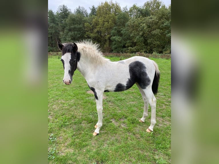 Other Breeds Mare Foal (01/2025) Pinto in Berendrecht