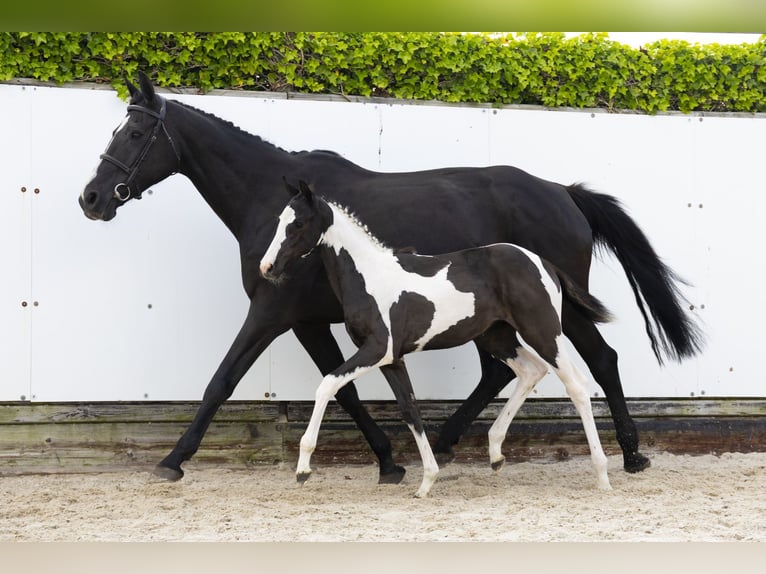 Other Breeds Mare  Pinto in Waddinxveen